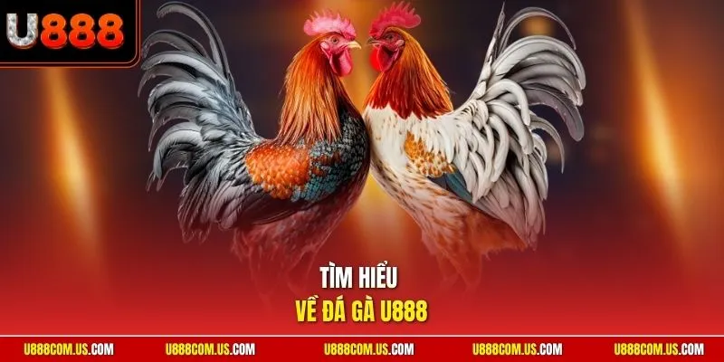 Tìm hiểu về đá gà U888 